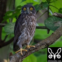 巣立ったアオバズクのヒナ。その日に再び巣へ帰りました。今季のリュウキュウコノハズクといい、初めてのケースです。