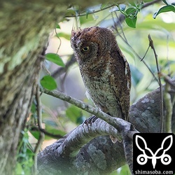 外で見守っているのはオスだけだったので、巣立ちはまだ先の模様。