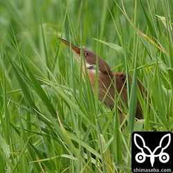 リュウキュウヨシゴイのオス。さえずっています。エリア内数カ所を移動してはさえずっていました。