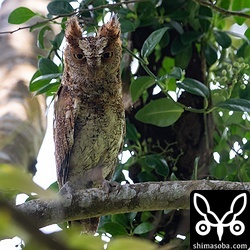 今季、7巣目のリュウキュウコノハズク。