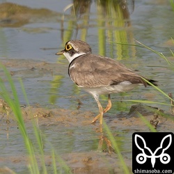 コチドリも今季初だったかも。最近、忙しくて記録が漏れている可能性も。