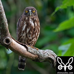 巣立った幼鳥を見守るメス親。