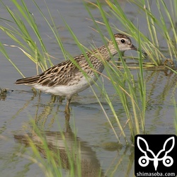 今季初のタカブシギ。夏羽。