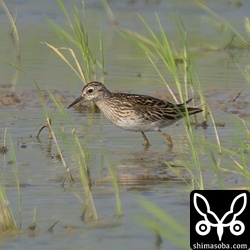 こちらも夏羽。