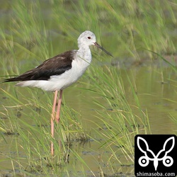 セイタカシギのメス夏羽。