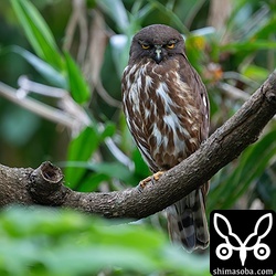 少し離れたところにはオス親。