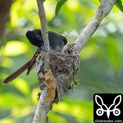 巣作りに精を出すサンコウチョウのメス。