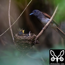 こちらはメス親。