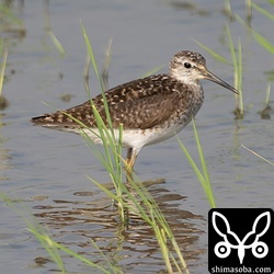 タカブシギ夏羽。