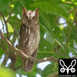 自宅近くのリュウキュウコノハズクはオスだけが見張りなのでヒナはまだ小さいようです。