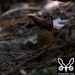 林内は暗いので実際の明るさはこの写真ぐらい。鳴き声がないと探すのは不可能ですね。
