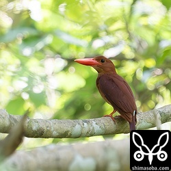 上のヒナの親鳥。