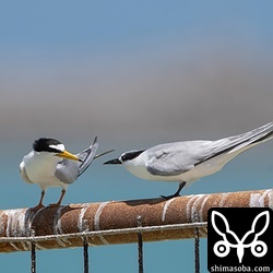 コアジサシ夏羽(左)と第1回夏羽。
