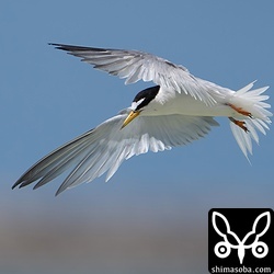 ビーチを追い出された群れの中には標識付きの個体もいました。