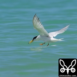 ビーチで魚をとるコアジサシ。