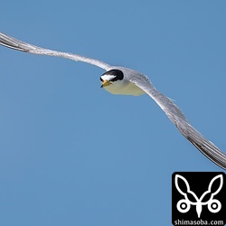 警戒鳴きしながらビーチで遊ぶ人に向かってモビングしていましたが、ほとんどの巣は重機で潰され、コアジサシの存在を気に留める人もいません。