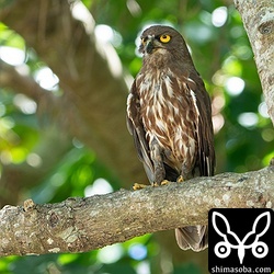 アオバズクのオス。巣立ったヒナ3羽が近くにいます。