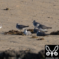 キアシシギは十数羽が滞在。