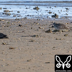 チュウシャクシギもぱらぱらと通過中。