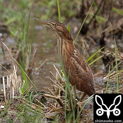 上の個体が降りたところにいってみるといました。まだ頭と三列風切に白い綿毛が残っています。