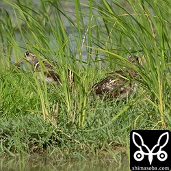 タマシギのオス。第1回夏羽。
