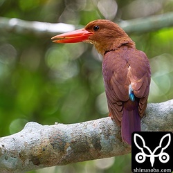 さえずるアカショウビン。ほとんどのペアは子育てが終わっていますが、残り3ペアはまだ抱卵中。