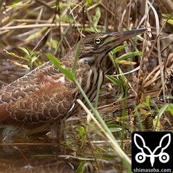 別個体。こちらも頭と三列風切に白い綿毛が残っています。