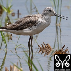 アオアシシギ第1回夏羽。