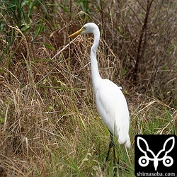 チュウサギ夏羽。