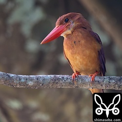 換羽が進んで羽が抜け、みすぼらしい姿のアカショウビン。