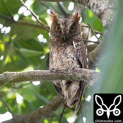 上とペアのオス。雌雄とも巣外にいるので巣立ちは間も無くと思われます。