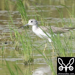 アオアシシギ第1回冬羽。