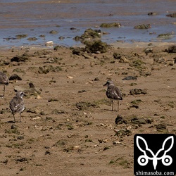 オオメダイチドリは十羽ほどが到着。