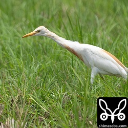 アマサギ夏羽から冬羽へ。