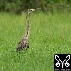 ムラサキサギの幼鳥。これから出会う機会が増えてきます。