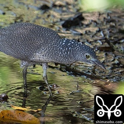 ズグロミゾゴイの幼鳥。独り立ちし、浅い水たまりでオタマジャクシかなにかを捕まえていました。