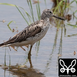 アオアシシギ夏羽。