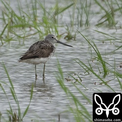 アオアシシギ夏羽後期。