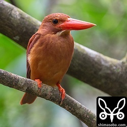 アカショウビンのメス。渡りに備え、子育ての疲れを癒しているのでしょう。