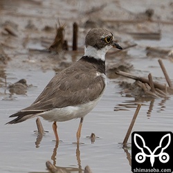 コチドリ成長。夏羽後期。