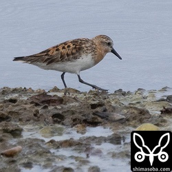 トウネン夏羽。