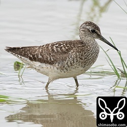 タカブシギ夏羽後期。