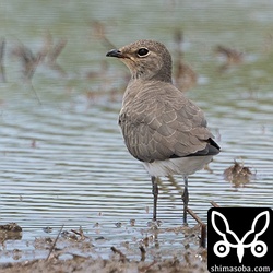 ツバメチドリ第1回冬羽。