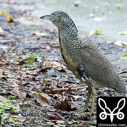 今年生まれのズグロミゾゴイの幼鳥。これからどんどん増えてきます。