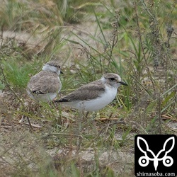 シロチドリ幼鳥。常に一緒に行動していたので兄弟と思われます。