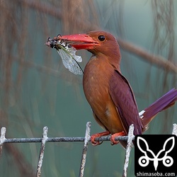 こちらは子育て真っ只中。卵は三つ産みましたが、孵化したのは2卵だけ。クマゼミを運んでくるほどに成長しました。