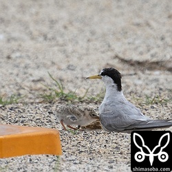ヒナが孵化したコアジサシ。