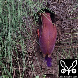 モクマオウに作られたタカサゴシロアリの巣に巣を作ったアカショウビン。