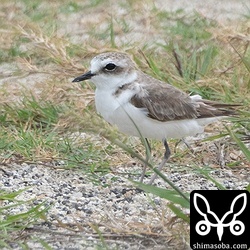 シロチドリ成長。夏羽後期。