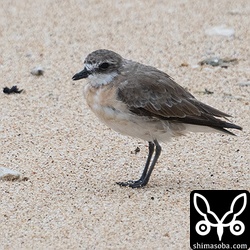 メダイチドリ夏羽後期。